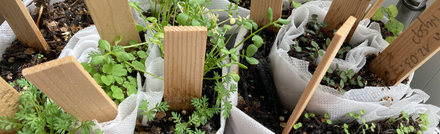 Vorkultur in Aussaat-Schnecken