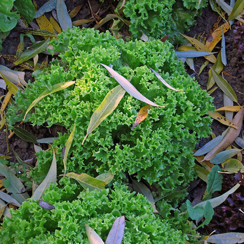 Endiviensalat