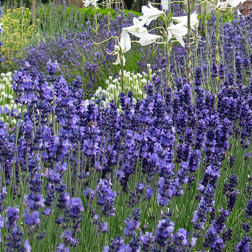 Lavendel