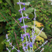 Blauraute / Silberstrauch Blue (Perovskia atriplicifolia)...