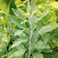 Blauraute / Silberstrauch Blue (Perovskia atriplicifolia)...