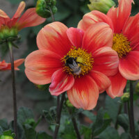 Niedriger Dahlien-Mix (Dahlia variabilis)  Samen