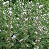 Echter Eibisch (Althaea officinalis) Samen