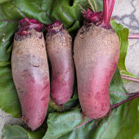 Rote Bete Cylindra (Beta vulgaris) Samen