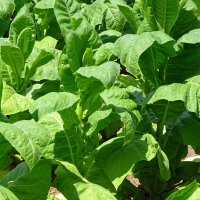 Havanna Tabak (Nicotiana tabacum) Samen
