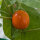 Äthiopische Eierfrucht Turkish Orange (Solanum aethiopicum) Samen