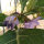 Äthiopische Eierfrucht Turkish Orange (Solanum aethiopicum) Samen