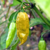 Chili Monkeyface (Capsicum annuum) Samen