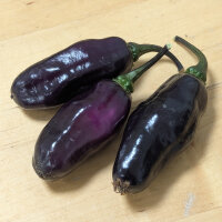 Violette Chili Pimenta Da Neyde (Capsicum chinense x...