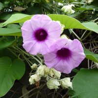 Hawaiianische Baby-Holzrose (Argyreia nervosa var....
