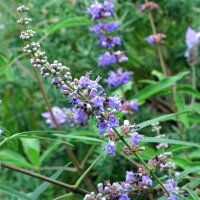 Mönchspfeffer (Vitex agnus-castus) Samen