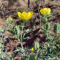 Stachelmohn (Argemone mexicana) Samen