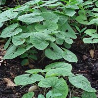 Kanadische Haselwurz (Asarum canadense) Samen