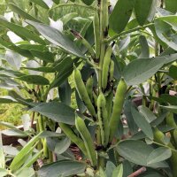 Puffbohne / Dicke Bohne Hangdown (Vicia faba) Bio Saatgut
