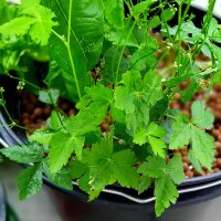 Mitsuba / Japanische Petersilie (Cryptotaenia japonica)...