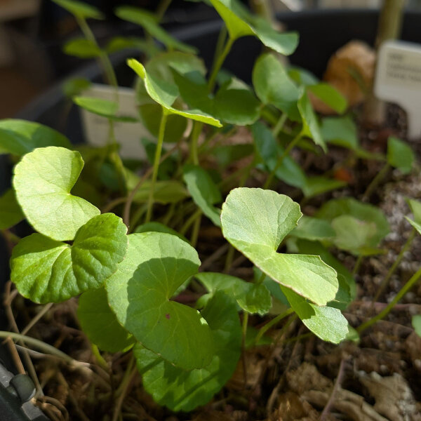 Gotu Kola (Centella asiatica) Samen