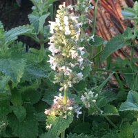 Zitronen-Katzenminze / Weisse Melisse (Nepeta cataria...