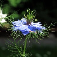Jungfer im Grünen Persian Jewels mixed (Nigella...
