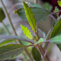 Bolivianischer Koriander / Papalo (Porophyllum ruderale...