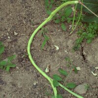 Schlangenbohne / Spargelbohne / Meterbohne (Vigna...