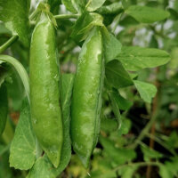 Wintererbse Sima (Pisum sativum) Bio