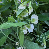 Wintererbse Sima (Pisum sativum) Bio