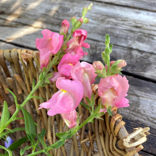 Rosa Löwenmäulchen The Rose (Antirrhinum majus)  Samen