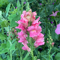 Rosa Löwenmäulchen The Rose (Antirrhinum majus)...