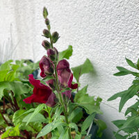 Rubinrotes Löwenmäulchen Ruby (Antirrhinum...