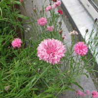 Rosa Kornblume Pink Ball (Centaurea cyanus) Samen