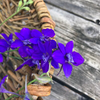 Dunkelblauer Feldrittersporn Blue Spire (Consolida...