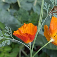 Kalifornischer Goldmohn Ballerina-Mix (Eschscholzia...