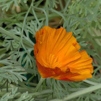 Kalifornischer Goldmohn Ballerina-Mix (Eschscholzia...