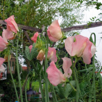 Zartrosa Duftwicke Mollie Rilstone (Lathyrus odoratus) Samen