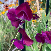 Bordeauxrote Duftwicke Beaujolais (Lathyrus odoratus) Samen