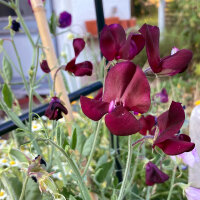 Bordeauxrote Duftwicke Beaujolais (Lathyrus odoratus) Samen