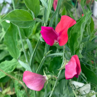 Orangerosa Duftwicke Miss Willmott (Lathyrus odoratus) Samen