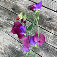 Zweifarbige Duftwicke Matucana (Lathyrus odoratus) Samen
