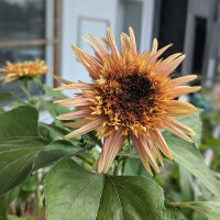 Altrosa Sonnenblume Astra Rose (Helianthus annuus) Samen