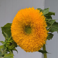 Gefüllte Sonnenblume Tall Sungold  (Helianthus...