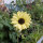 Blassgelbe Sonnenblume Vanilla Ice  (Helianthus debilis) Samen