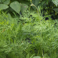 Dill Compact (Anethum graveolens) Samen