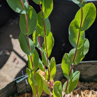 Rundblättriges Hasenohr Griffithii (Bupleurum...