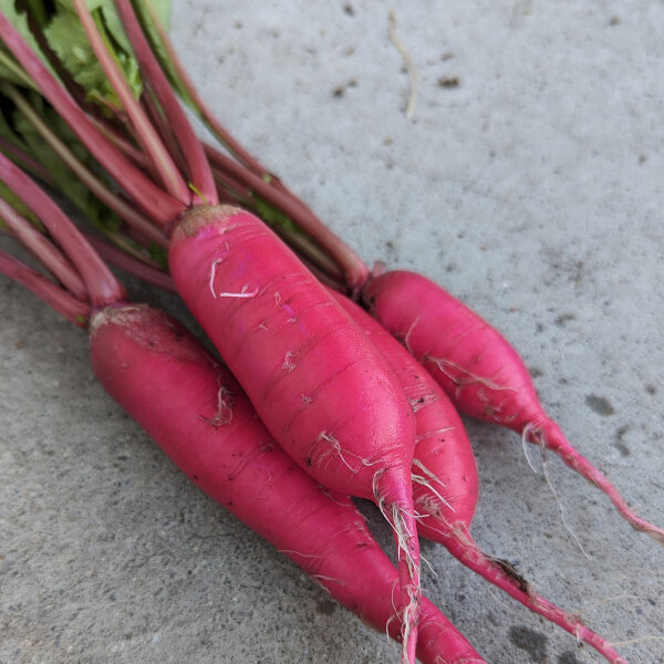 Radieschen Rote Riesen (Raphanus sativus) Samen