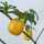 Baumchili Rocoto Canario (Capsicum pubescens) Samen