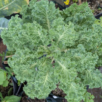 Federkohl Emerald Ice (Brassica oleracea convar. acephala...