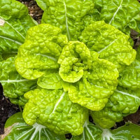 Winter Choi Golden Heart (Brassica rapa var. chinensis)...