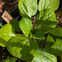 Winter Choi Golden Heart (Brassica rapa var. chinensis)...