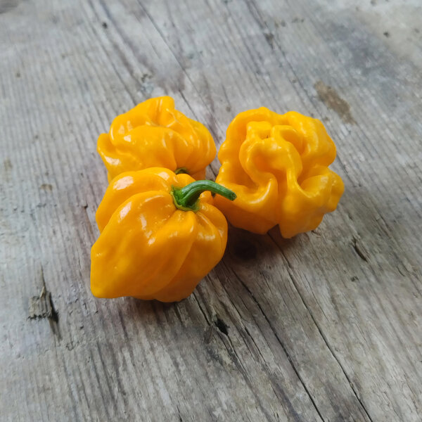 Chili Numex Suave Gelb (Capsicum chinense) Bio-Saatgut