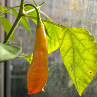 Chili Sugar Rush Peach Stripey (Capsicum baccatum) Samen